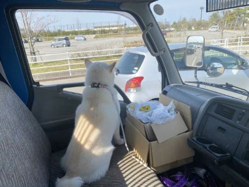 ドライブを満喫する柴犬