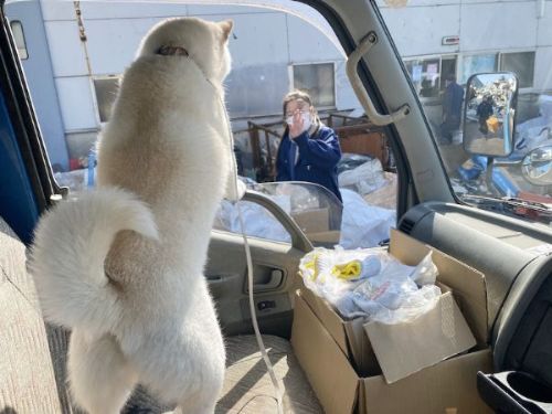 あいさつする白柴