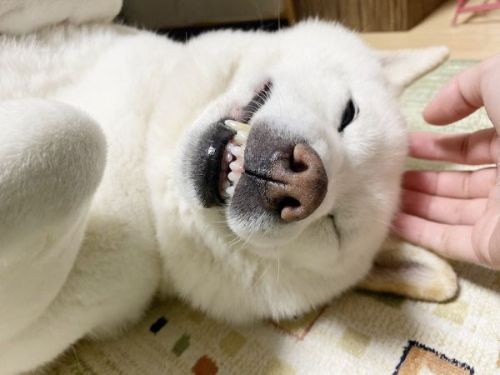 気持ちよさそうな白柴