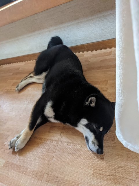 足元でやすむ黒柴犬