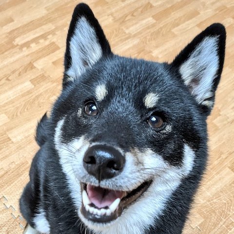 黒柴犬の笑顔のドアップ