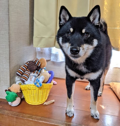 おもちゃの横で笑顔の黒柴犬