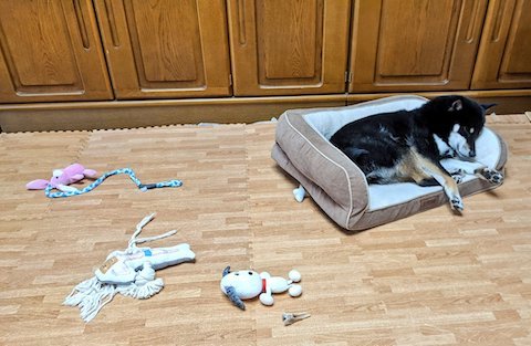 黒柴犬のおもちゃの残骸