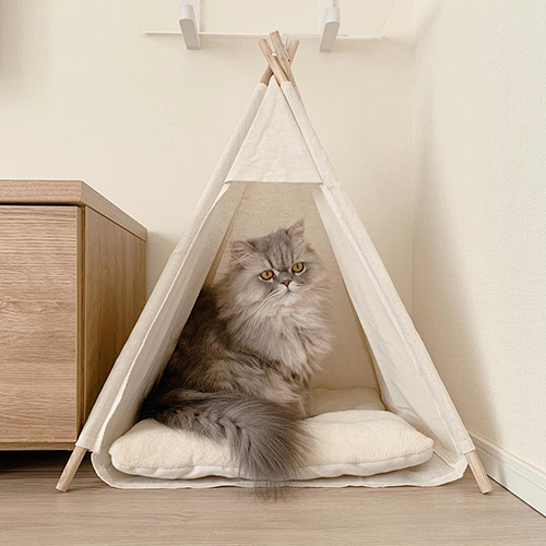 テントインととろちゃん