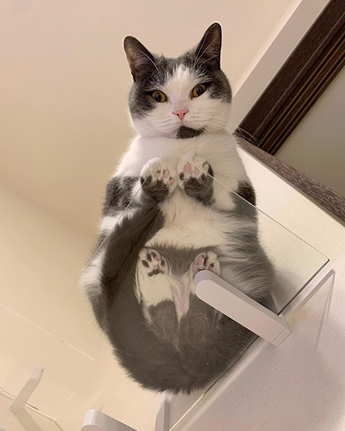 ゴマちゃんの裏側