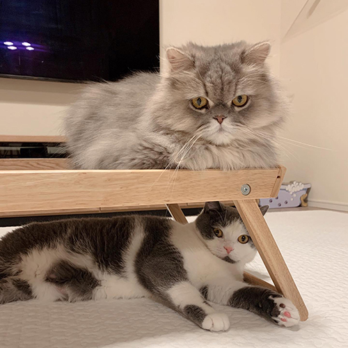 テーブル上下にいるとろごまちゃん