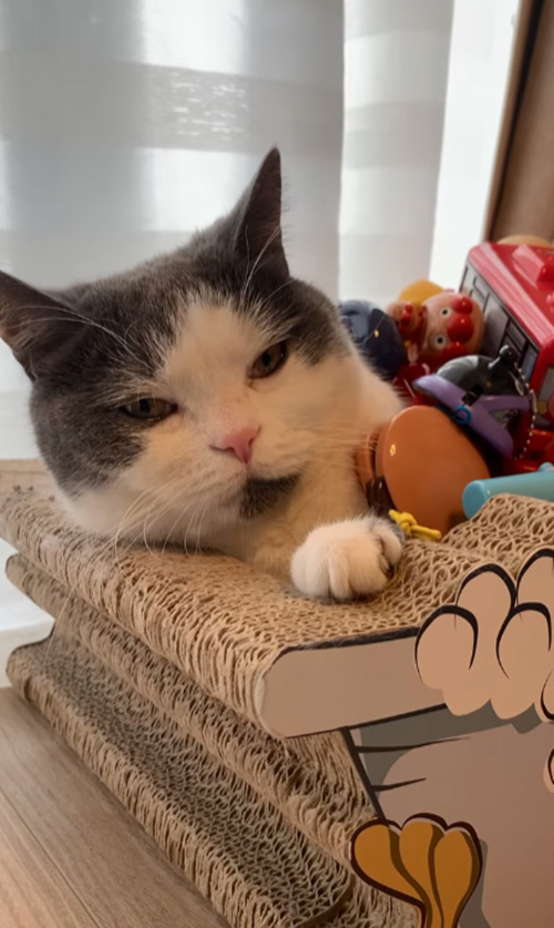 ごまちゃん顔アップ