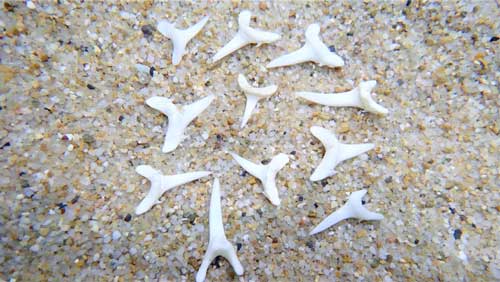 サメボム 入浴剤 血の海 サメ 歯 クラウドファンディング マリンワールド海の中道