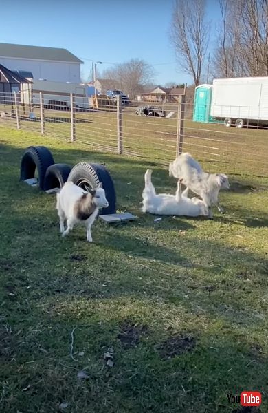 コロンと倒れてしまうヤギたち