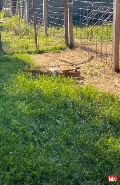 ミオトニックゴート