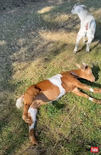 先天性ミオトニーのヤギたち