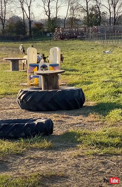 突然倒れるヤギ