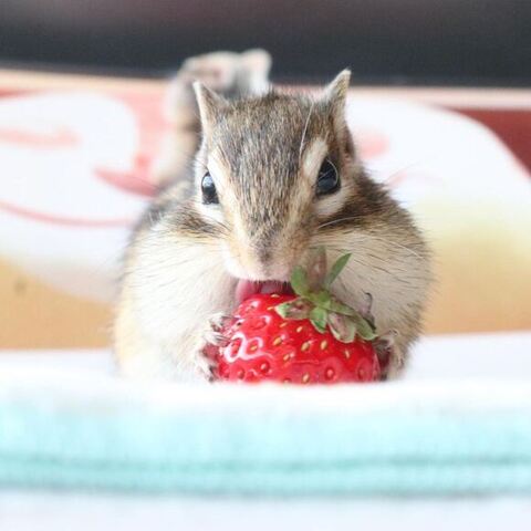 イチゴを食べるシマリス