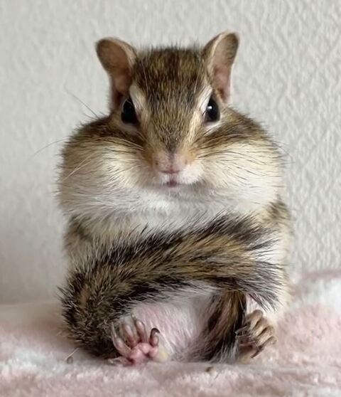 座っているシマリス