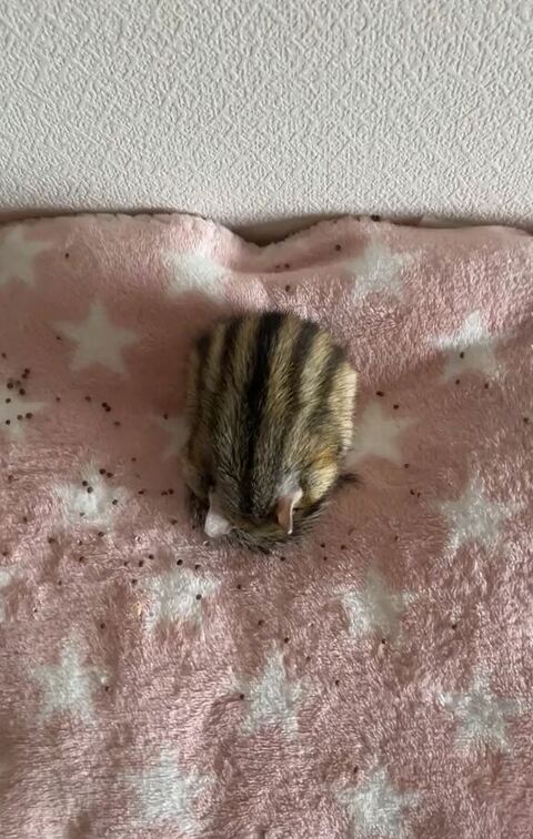 シマリスが寝ている姿