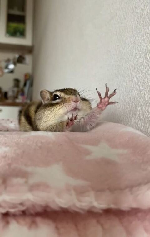 手を伸ばすシマリス