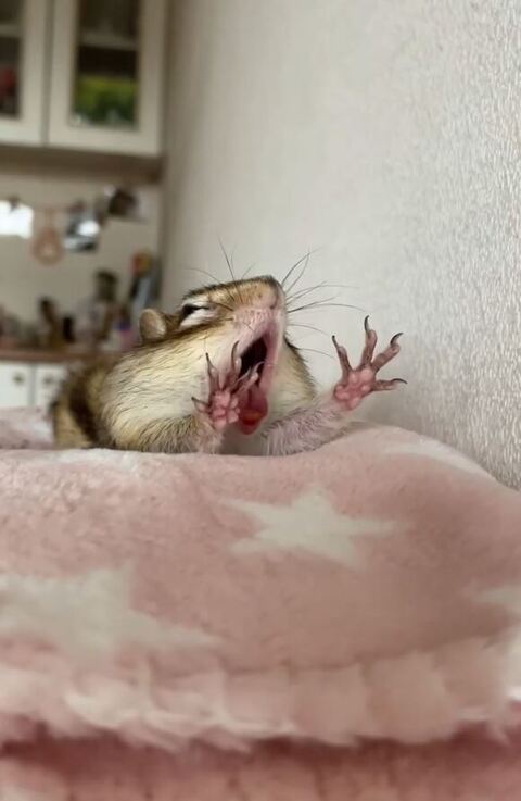 シマリスのあくび