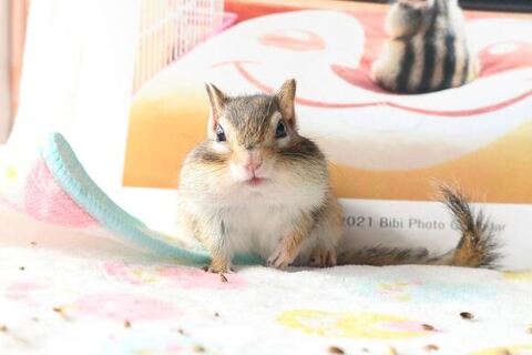 アイドルのようなシマリス