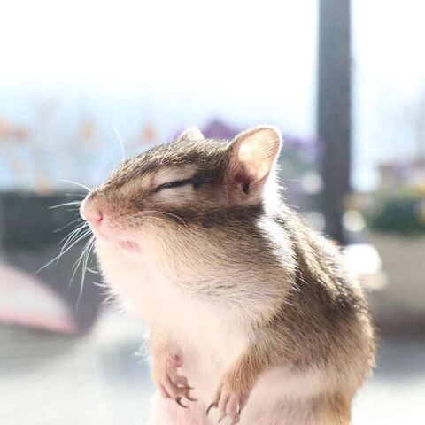 目を細めるシマリス