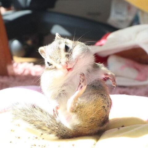 体をかくシマリス