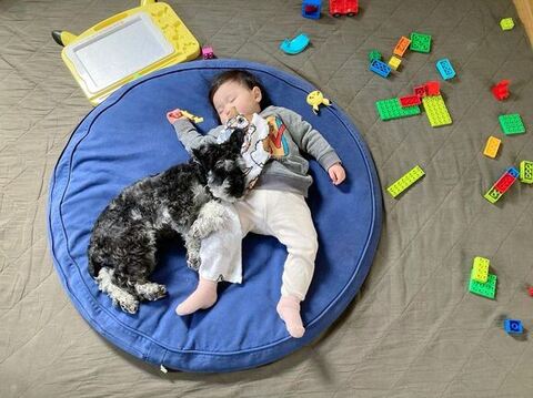 姐さんの足元で寝るぼるとくん