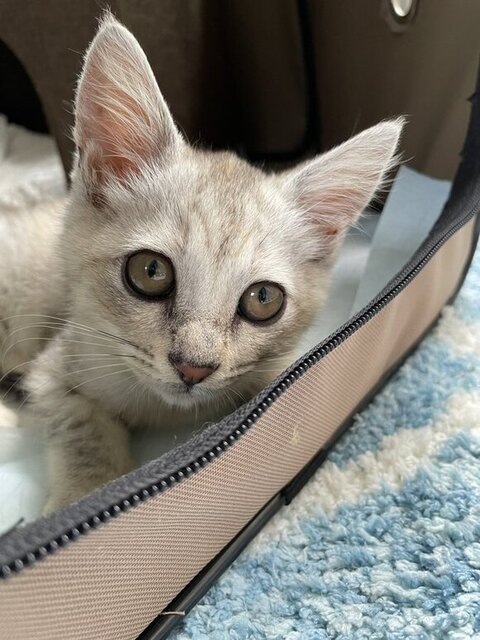 バッグにいるゆなちゃん