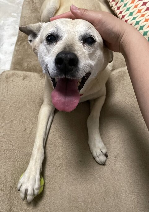 なでられてるすずめちゃん