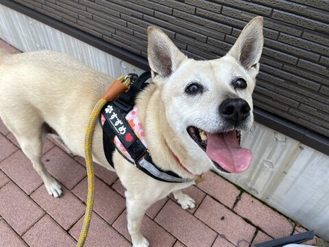 散歩中に飼い主さんを見上げる