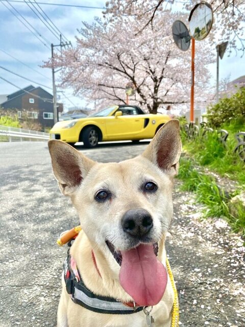 桜とすずめちゃん