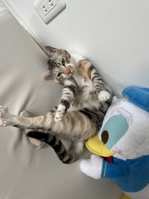 ららちゃんの不思議なポーズ