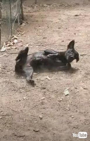 水槽に入る犬