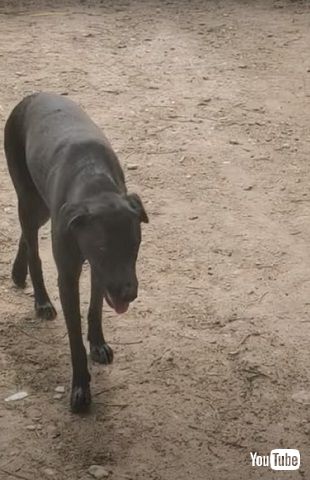 プールに入る犬