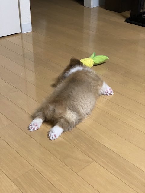 コーギーが突然眠る