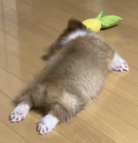 コーギーが突然眠っている拡大