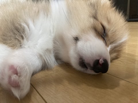 コーギーの寝顔