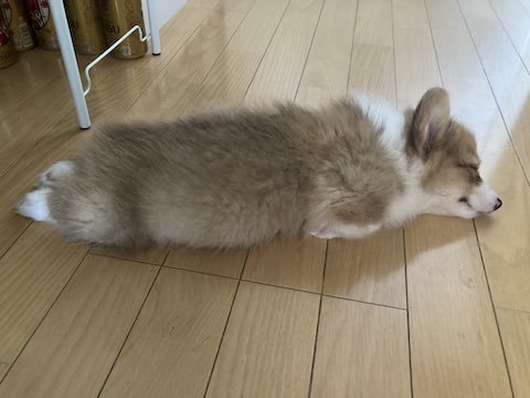 床で眠るコーギー