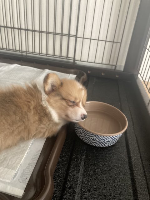 皿を枕にするコーギー