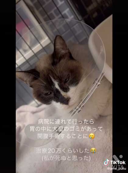 保護猫 会社 ごみ置き場 胃の中 ごみを食べて 手術