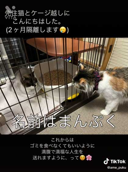 保護猫 会社 ごみ置き場 胃の中 ごみを食べて 手術