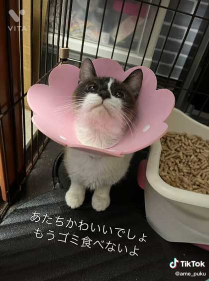 保護猫 会社 ごみ置き場 胃の中 ごみを食べて 手術