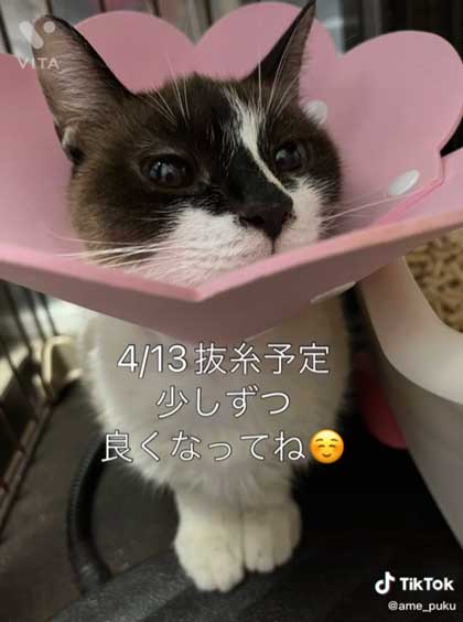 保護猫 会社 ごみ置き場 胃の中 ごみを食べて 手術