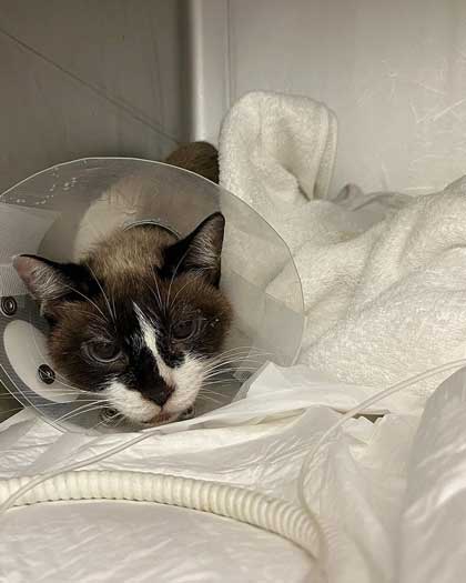 保護猫 会社 ごみ置き場 胃の中 ごみを食べて 手術