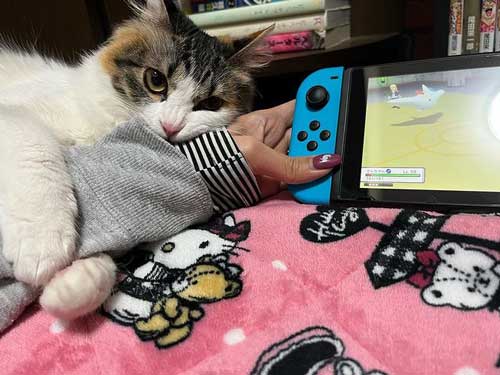 保護猫 会社 ごみ置き場 胃の中 ごみを食べて 手術