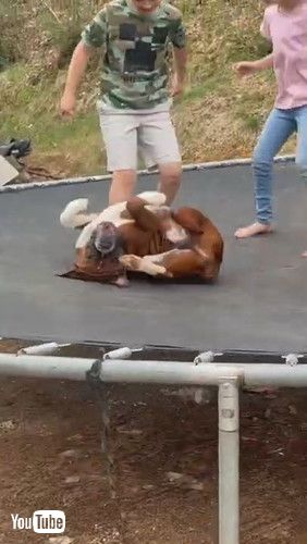 「Duke Loves to be Bounced Around || ViralHog」