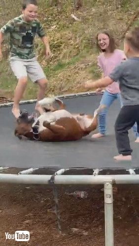 「Duke Loves to be Bounced Around || ViralHog」