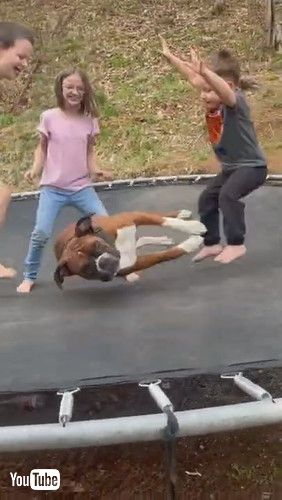 「Duke Loves to be Bounced Around || ViralHog」