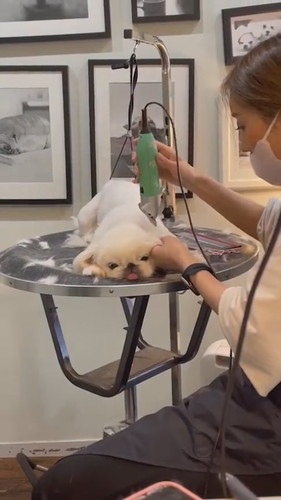 ペキニーズトリミング