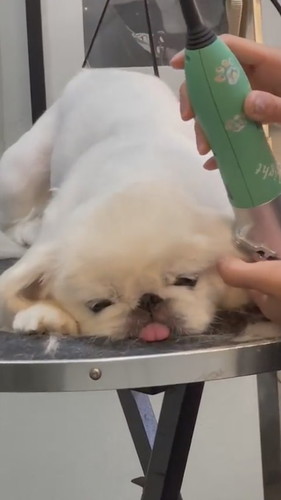 トリミング中のワンコ