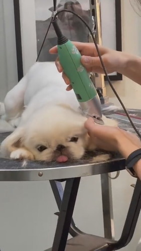 リラックスしたワンコ