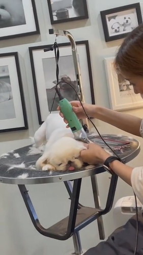 ウトウトするペキニーズ